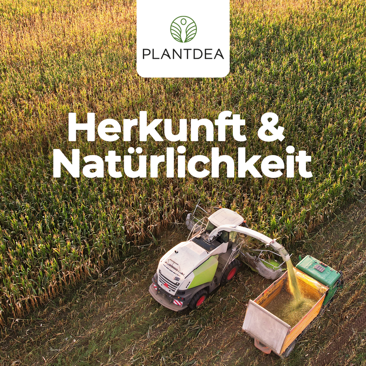 Bio Gerstengras Kapseln