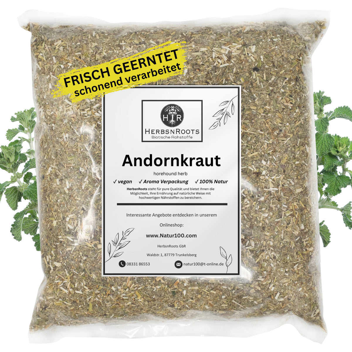 Andornkraut