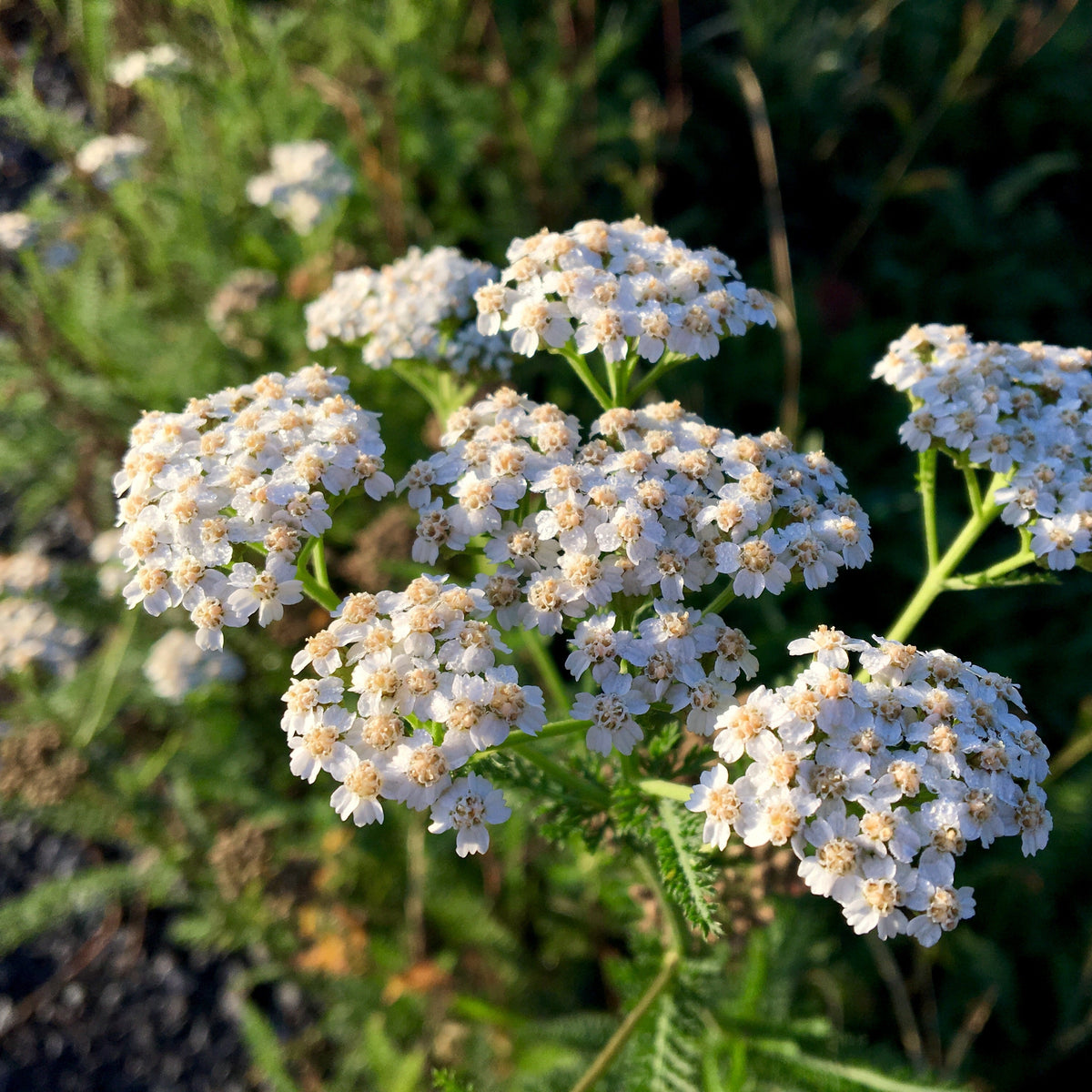 Schafgarbenblüten